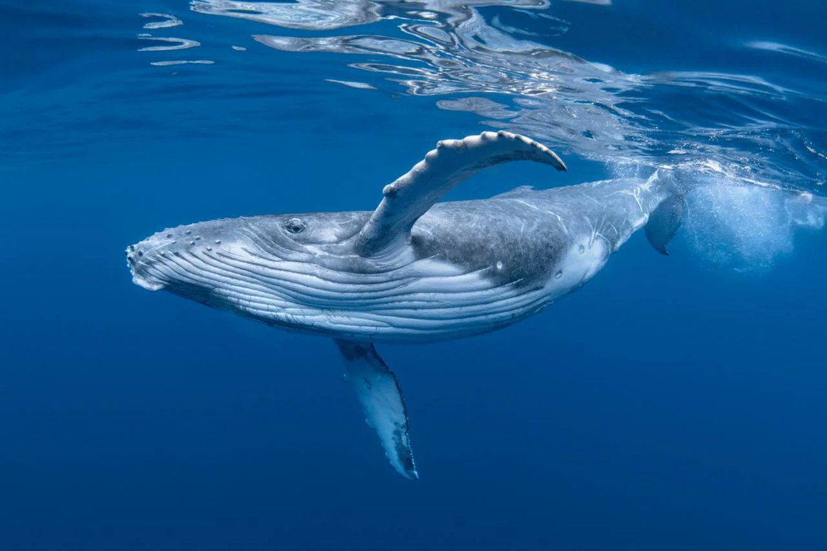 Çin Devlet Başkanı Xi Jinping'in Cetacean Sopa Konusunda Tartışması