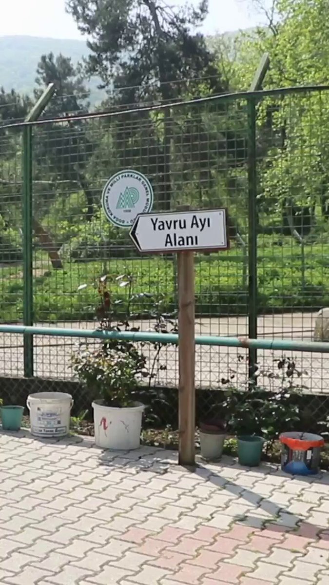 Bursa'da Yavru Ayılar Rehabilitasyona Aldı