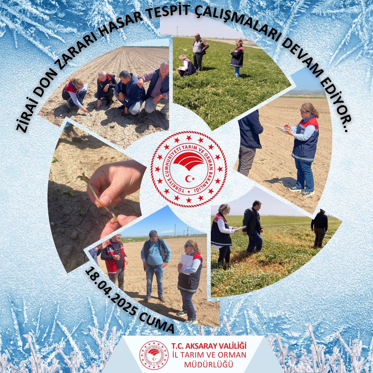 Aksaray'da Zirai Don Sonrası Hasar Tespit Çalışmaları Devam Ediyor