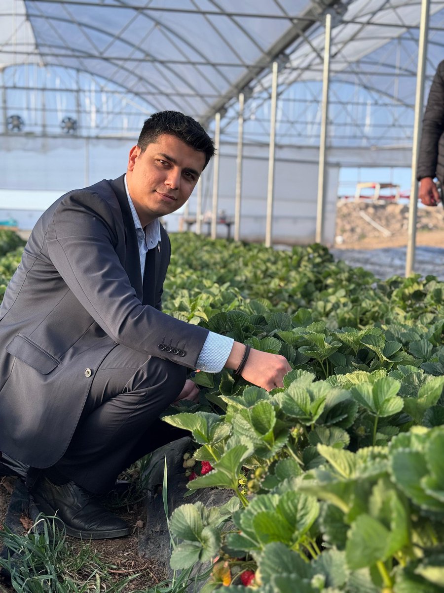 Güzelyurt Kaymakamı Çilek Serası Ziyaretiyle Üreticileri Destekledi
