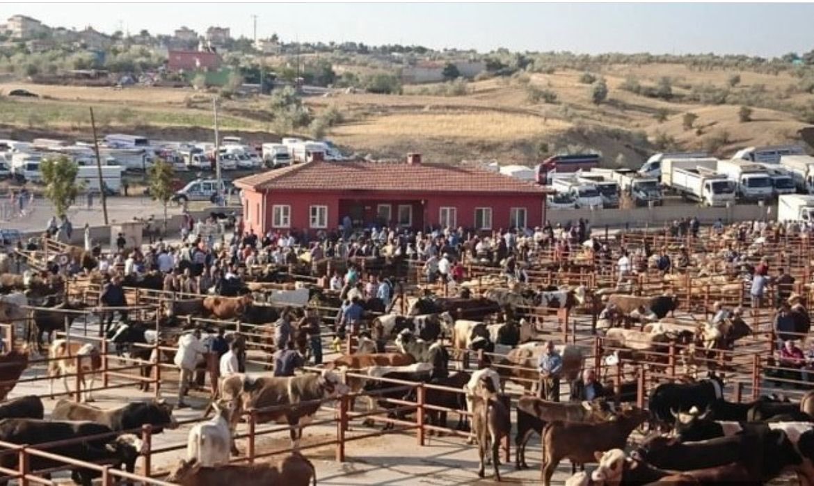 Nevşehir Hayvan Pazarı Yeniden Açılıyor