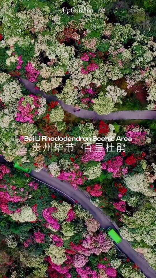 Çin'de Dünyanın En Büyük Rhododendron Ormanı Tam Bahar Halini Yaşadı