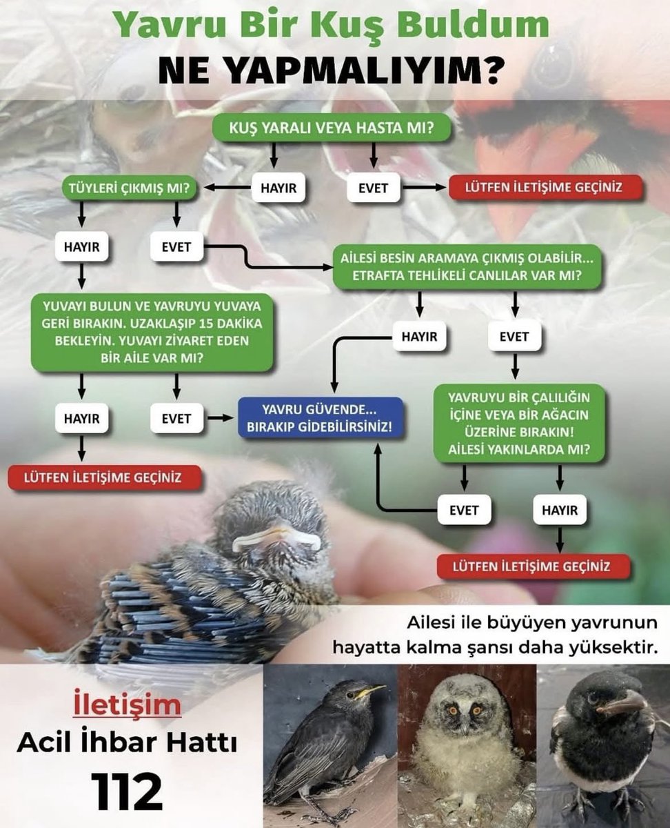 Akyese'de Yavru Kuşların Hayat Kurtaran Rehabilitasyonu