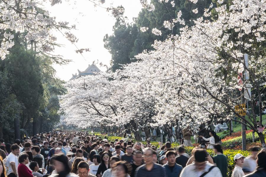 Çin’de Çiçek Temalı Turizm Artış Gösterdi