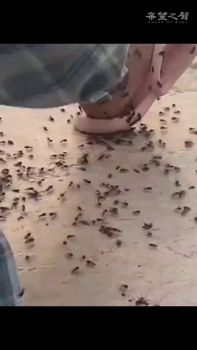 Çin'in Lianyungang Şehri'nde Sürüyle Çıkan Siyah Böcekler Vatandaşları Endişelendirdi