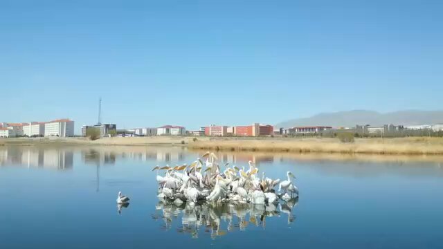 Niğde Ömer Halisdemir Üniversitesi Kampüsündeki Akkaya Barajı, Flamingoları Ağırlıyor