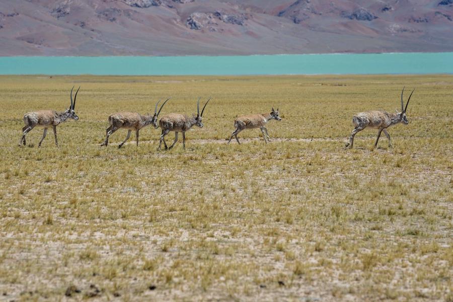 Tibet Antilopları Üreme Sezonu İçin Yıllık Göçüne Başladı
