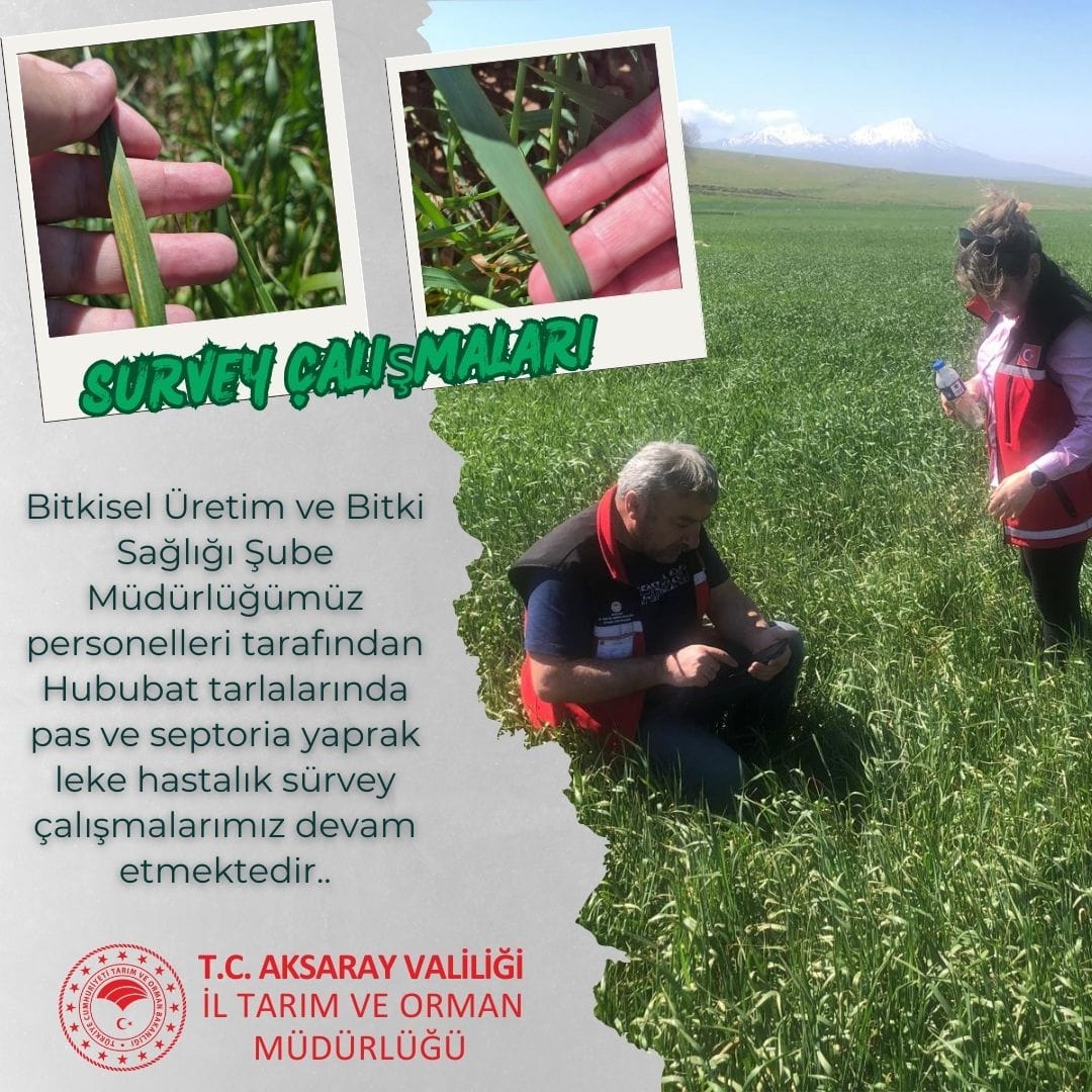 Aksaray'da Hububat Tarlalarında Hastalık Sürvey Çalışmaları Devam Ediyor