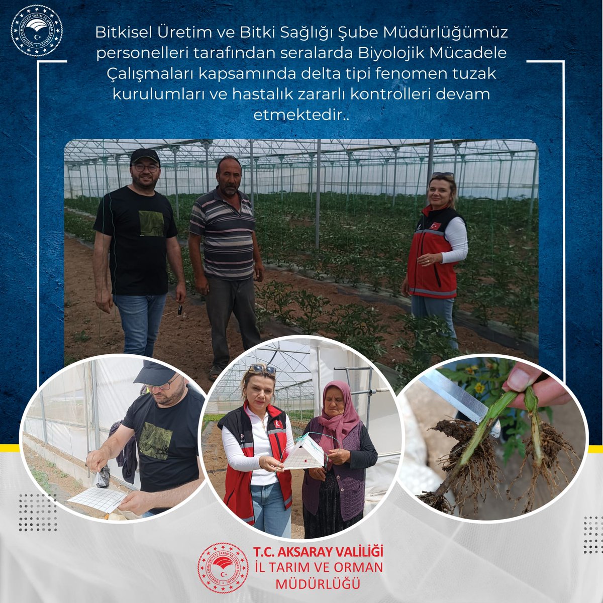 Aksaray'da Seralarda Biyolojik Mücadele Çalışmaları Sürüyor