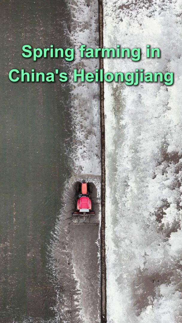 Çin'in Heilongjiang Eyaleti'nde Bahar Tarımı Canlanıyor