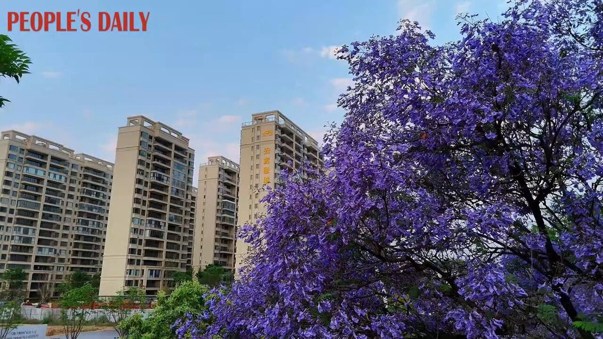 Tonghai'de Jakaranda Ağaçları Sokakları Mor-Maviye Boyadı